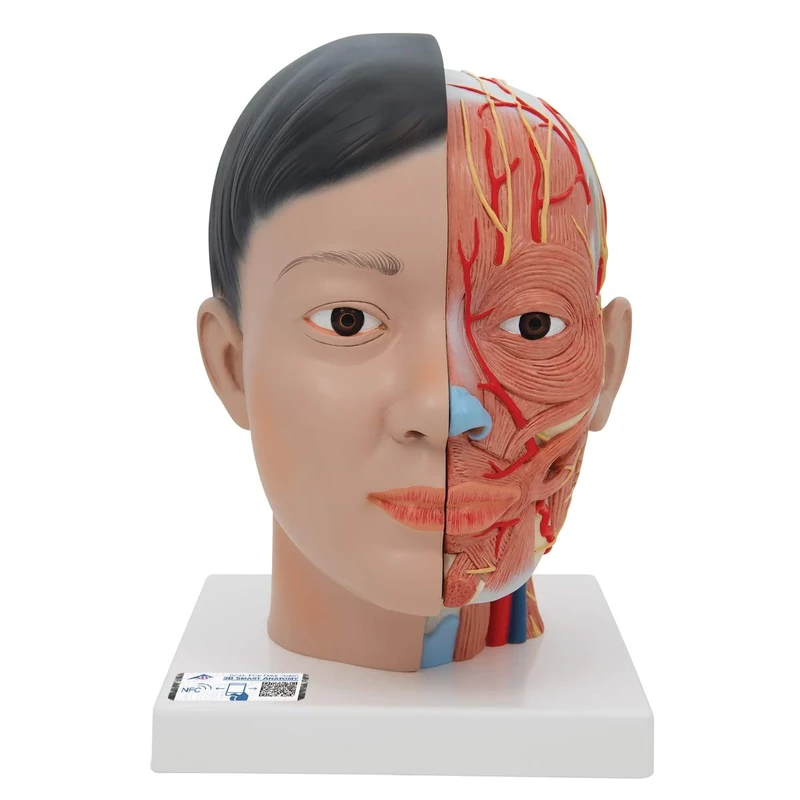 3B Scientific C06 Asian Deluxe Head with Neck, 4 Part + free Anatomy App - 3B Smart Anatomy