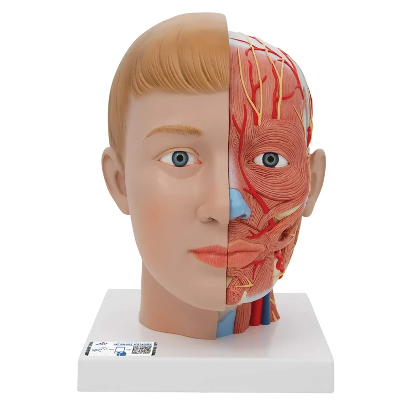 3B Scientific C07 Head with Neck, 4 Part + free Anatomy App - 3B Smart Anatomy