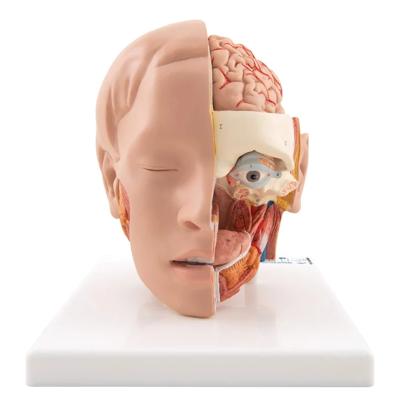 3B Scientific C09/1 Head Model, 6 Part + free anatomy software - 3B Smart Anatomy