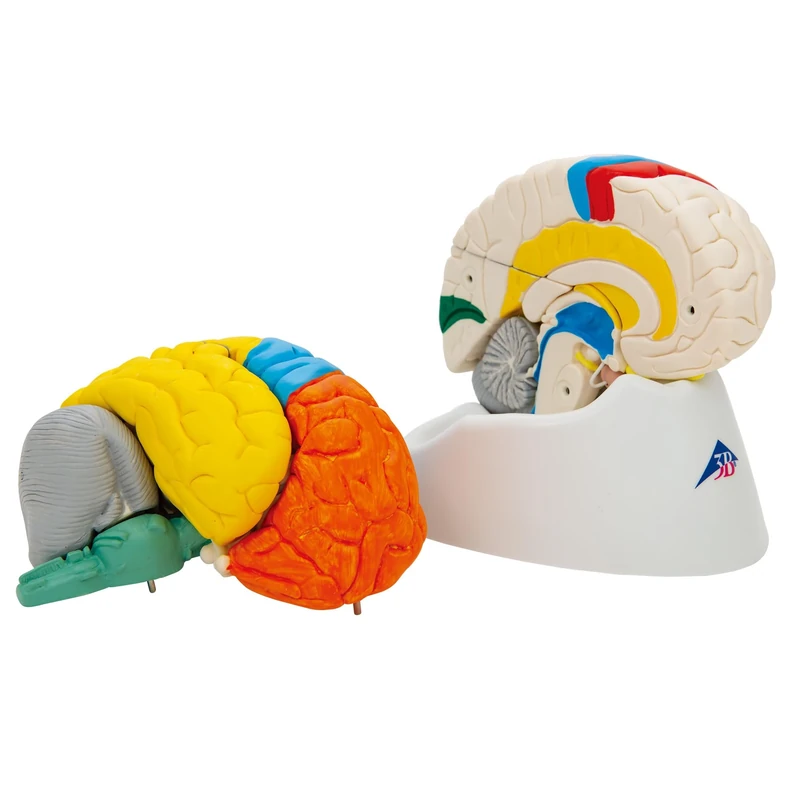 3B Scientific Human Anatomy - Neuro-Anatomical Brain Model, 8 Part + free anatomy software - 3B Smart Anatomy