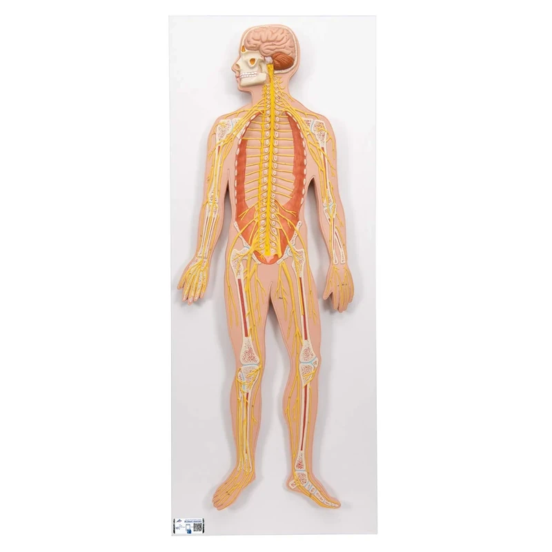 3B Scientific C30 Nervous System, 1/2 Life Size + free Anatomy App - 3B Smart Anatomy
