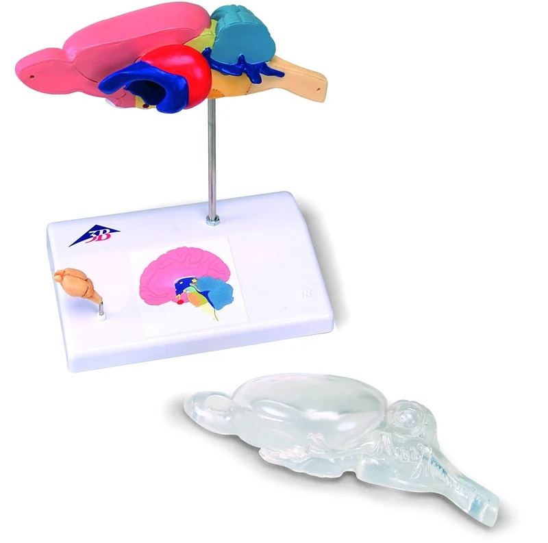 3B Scientific C29 3B Smart Anatomy Rat Brain Comparative Anatomy Model