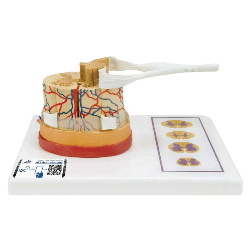 3B Scientific C41 Spinal Cord Model, 5 Times Life Size + free Anatomy App - 3B Smart Anatomy