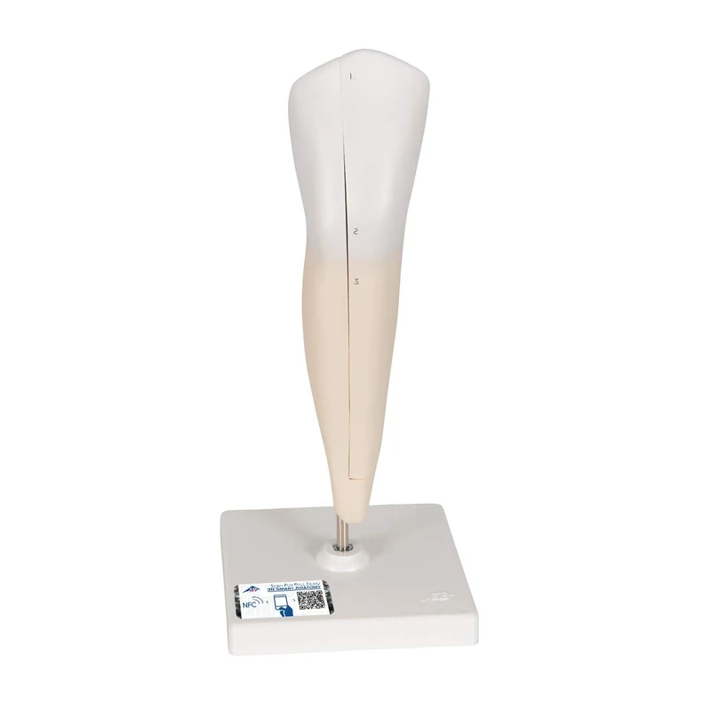 3B Scientific D10/2 Lower Canine, 2 Part + free Anatomy App - 3B Smart Anatomy