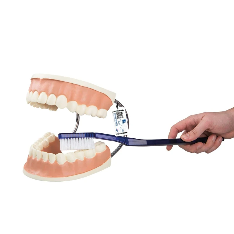 3B Scientific D16 Giant Dental Care Model, 3 Times Life Size