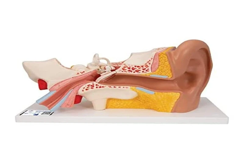 3B Scientific Ear 3 Times Life Size 4 Part + free anatomy software - 3B Smart Anatomy