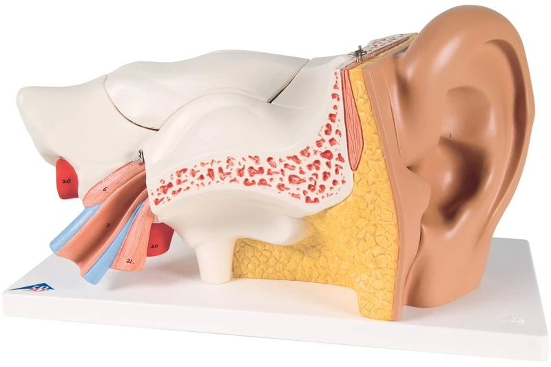 3B Scientific Ear 3 Times Life Size 6 Part + free anatomy software - 3B Smart Anatomy E11