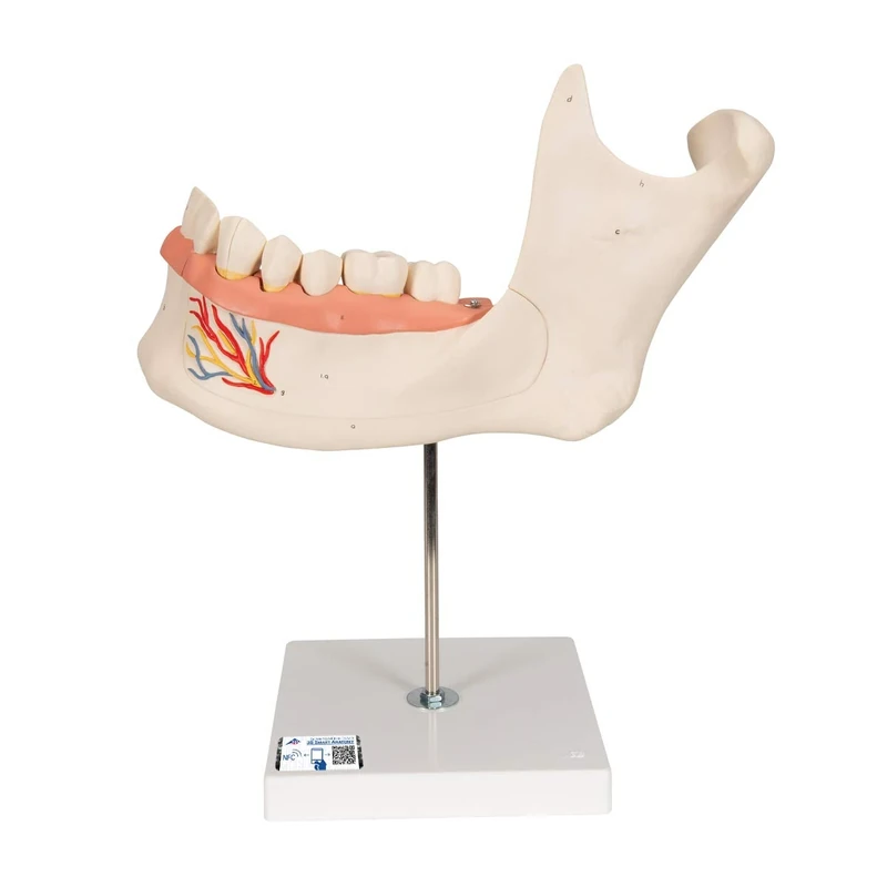 3B Scientific D25 Half Lower Jaw, 3 Times Full-Size, 6 Part + free Anatomy App - 3B Smart Anatomy