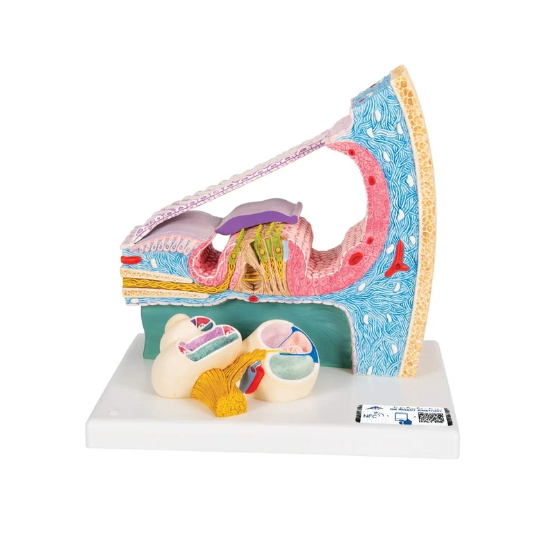 3B Scientific® Corti’s Organ Model – Enlarged Inner Ear Anatomy Replica + Smart Anatomy App (5-Year Warranty)