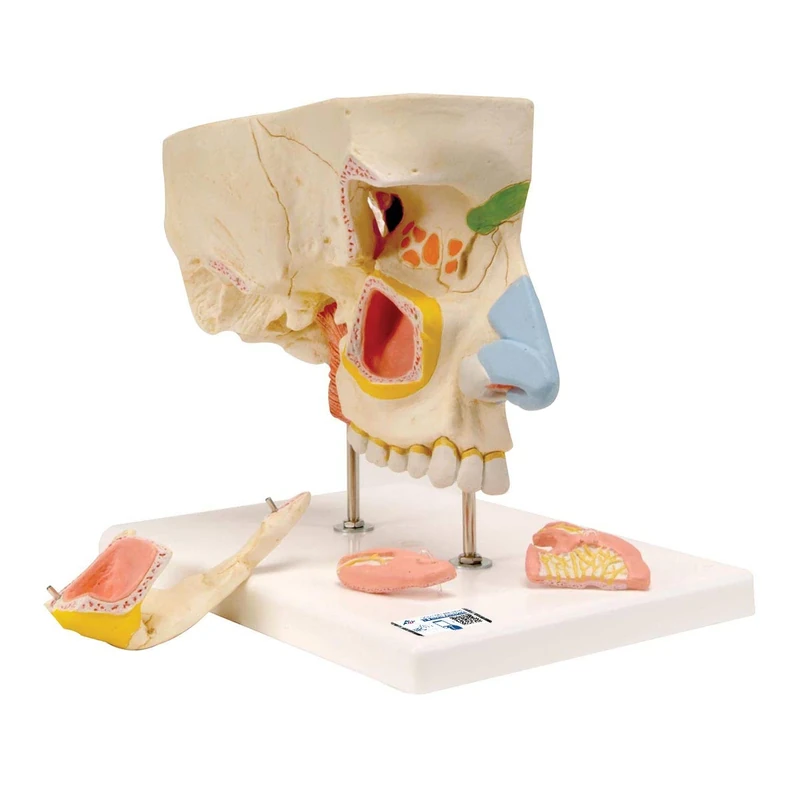 3B Scientific E20 Nose Model with Paranasal Sinuses, 5 Part + free anatomy software - 3B Smart Anatomy