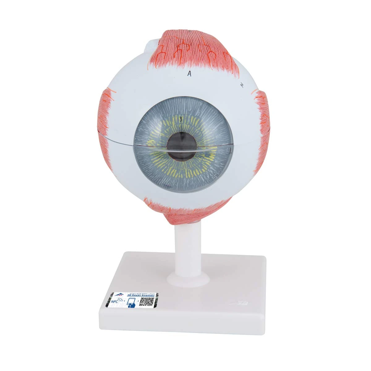 3B Scientific Eye Model, 5 Times Full Size, 6 Part + free anatomy software - 3B Smart Anatomy ,F10