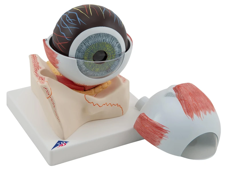 3B Scientific Eye 5 Times Full Size 7 Part + free Anatomy App - 3B Smart Anatomy F11