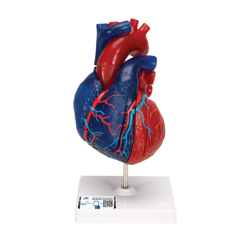 3B Scientific Human Anatomy - Heart Model, 5 Part