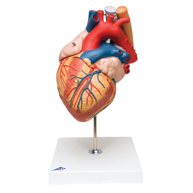 3B Scientific Human Anatomy - Heart Model with Oesophagus and Trachea, 2 Times Life Size, 5 Part + free anatomy software - 3B Smart Anatomy