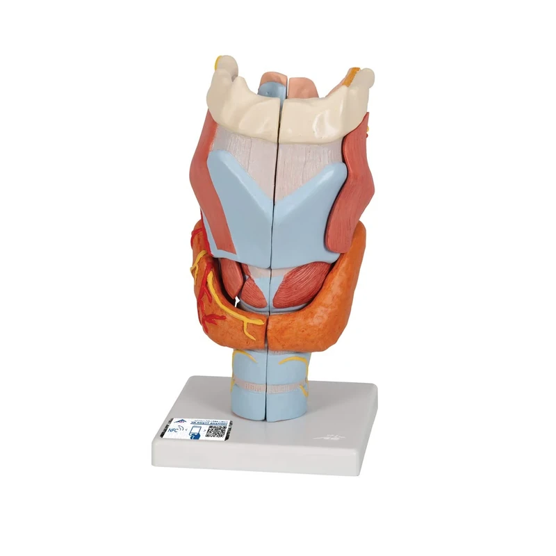 3B Scientific Human Anatomy - Larynx Model, 2 Times Full Size, 7 Part + free anatomy software - 3B Smart Anatomy, G21