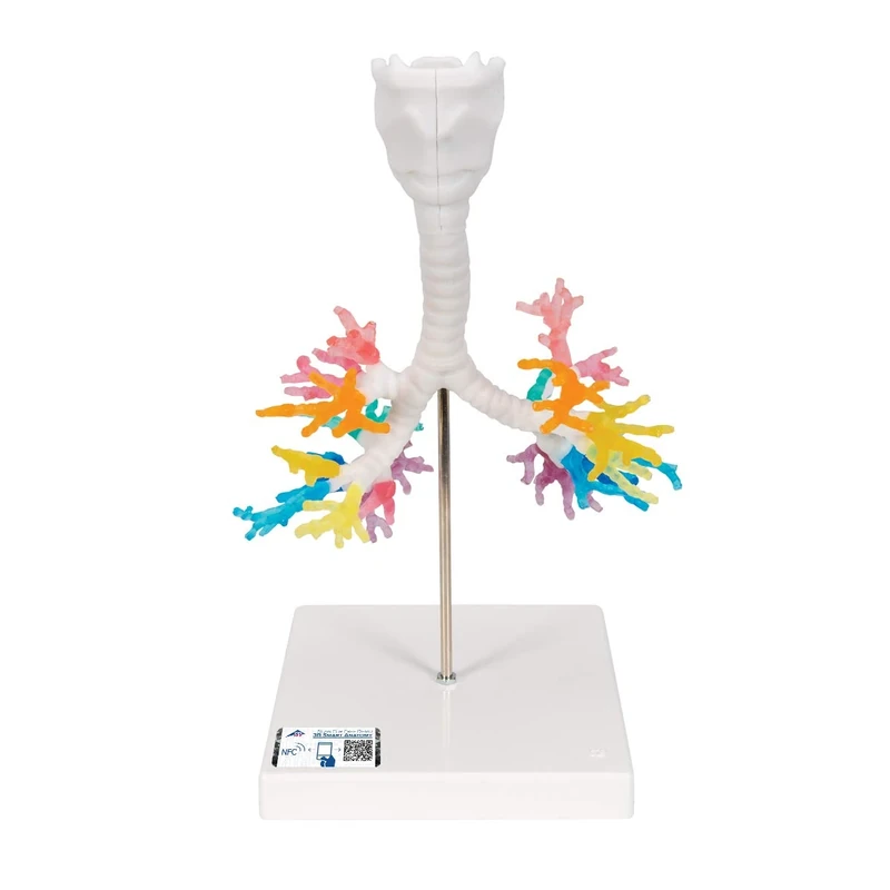 3B Scientific CT Bronchial Tree with Larynx + free Anatomy App - 3B Smart Anatomy