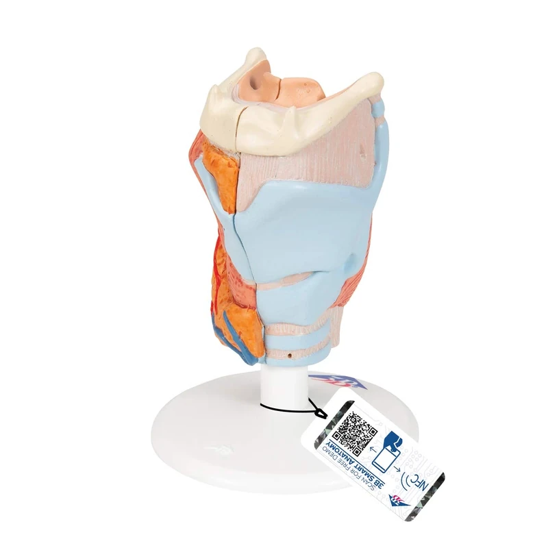 3B Scientific Human Anatomy - Larynx Model, 2 Part + free anatomy software - 3B Smart Anatomy G22