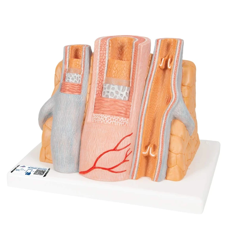 3B Scientific Human Anatomy - Microanatomy Artery and Vein Model, 14 Times Enlarged + free Anatomy App - 3B Smart Anatomy