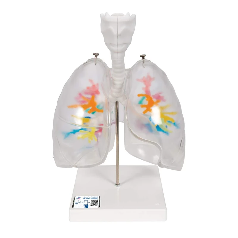 3B Scientific G23/1 CT Bronchial Tree with Larynx and Transparent Lungs + free Anatomy App - 3B Smart Anatomy