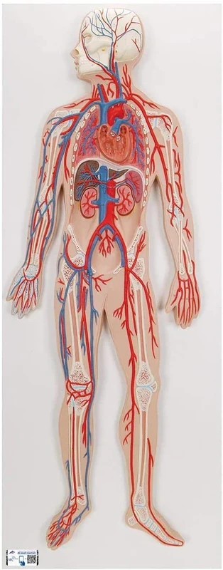 3B Scientific Human Anatomy - Circulatory System Model + free Anatomy App - 3B Smart Anatomy