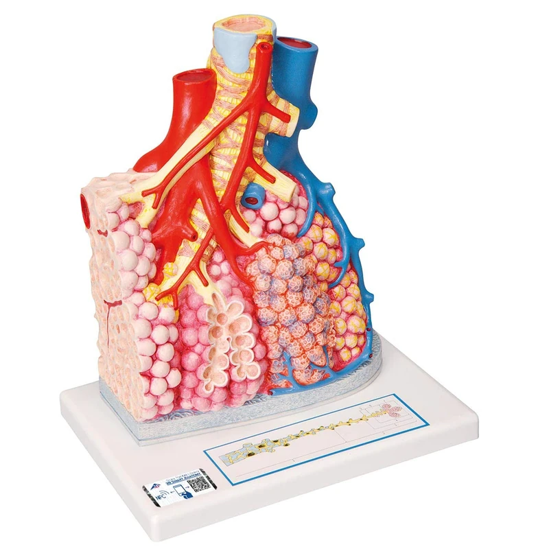 3B Scientific Pulmonary Lobes + free Anatomy App - 3B Smart Anatomy G60