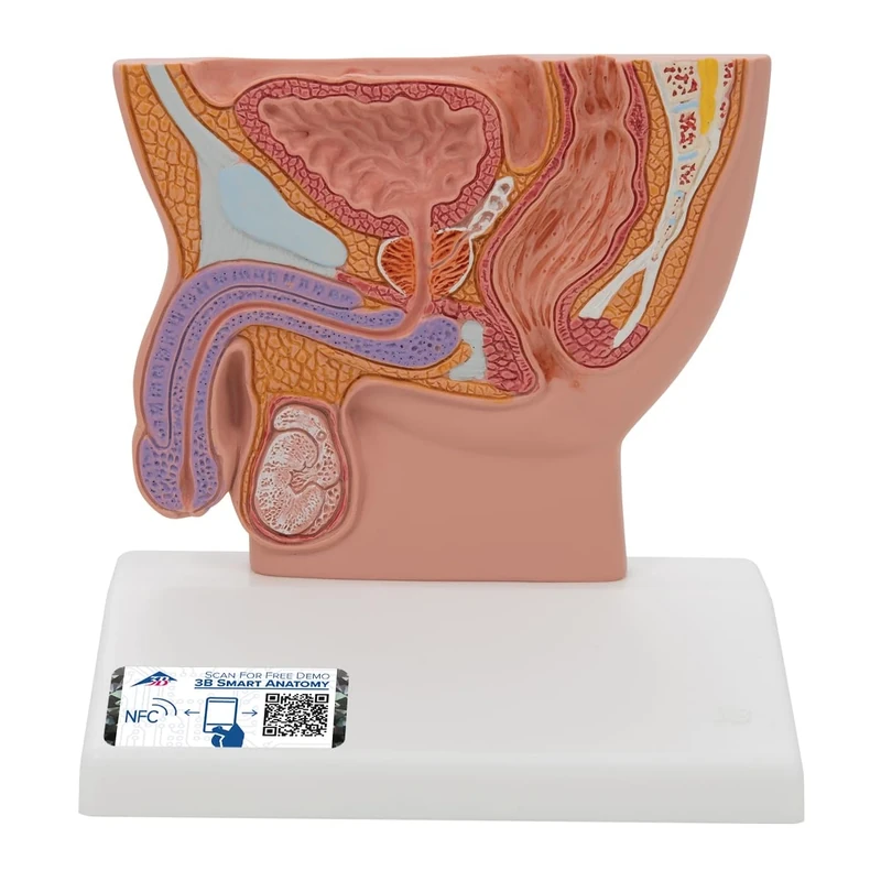 3B Scientific H12 Male Pelvis Section, 1/2 Life Size and Free Anatomy App - 3B Smart Anatomy