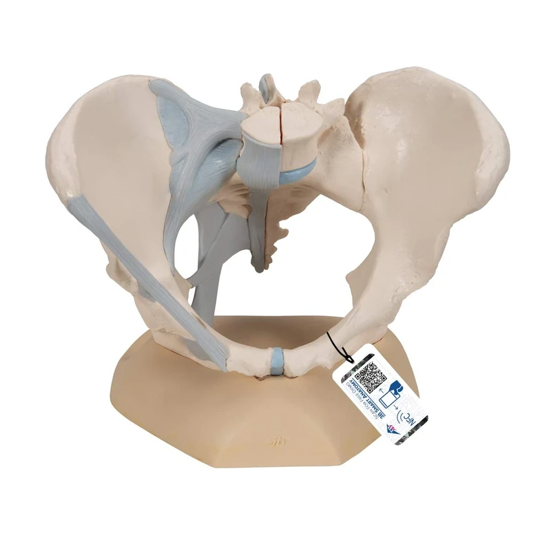 3B Scientific H20/2 Female Pelvis With Ligaments, 3 Part + free Anatomy App - 3B Smart Anatomy