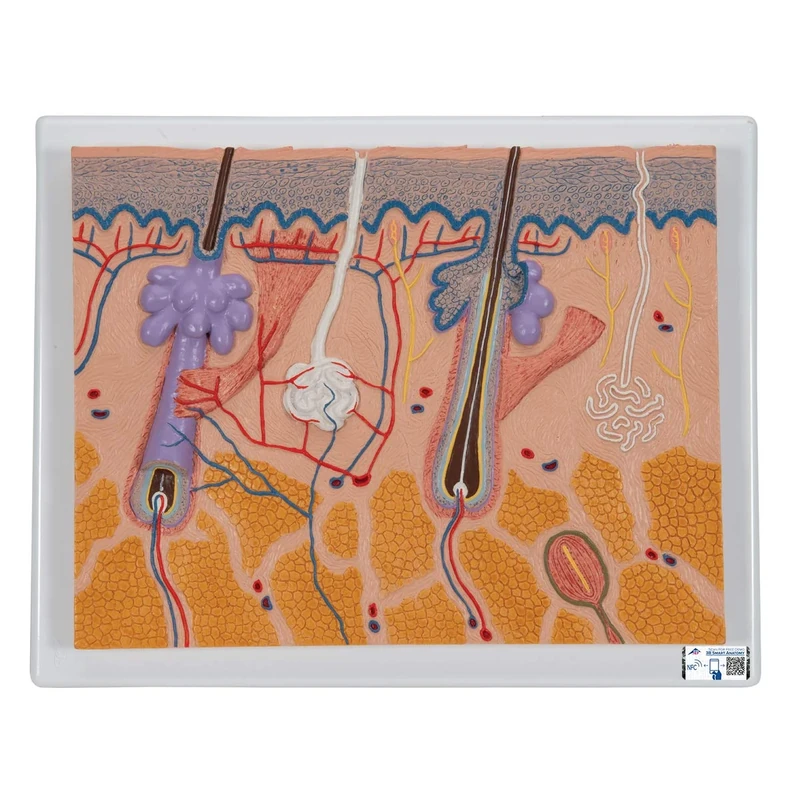 3B Scientific Skin Section 70 Times Full Size + free Anatomy App - 3B Smart Anatomy