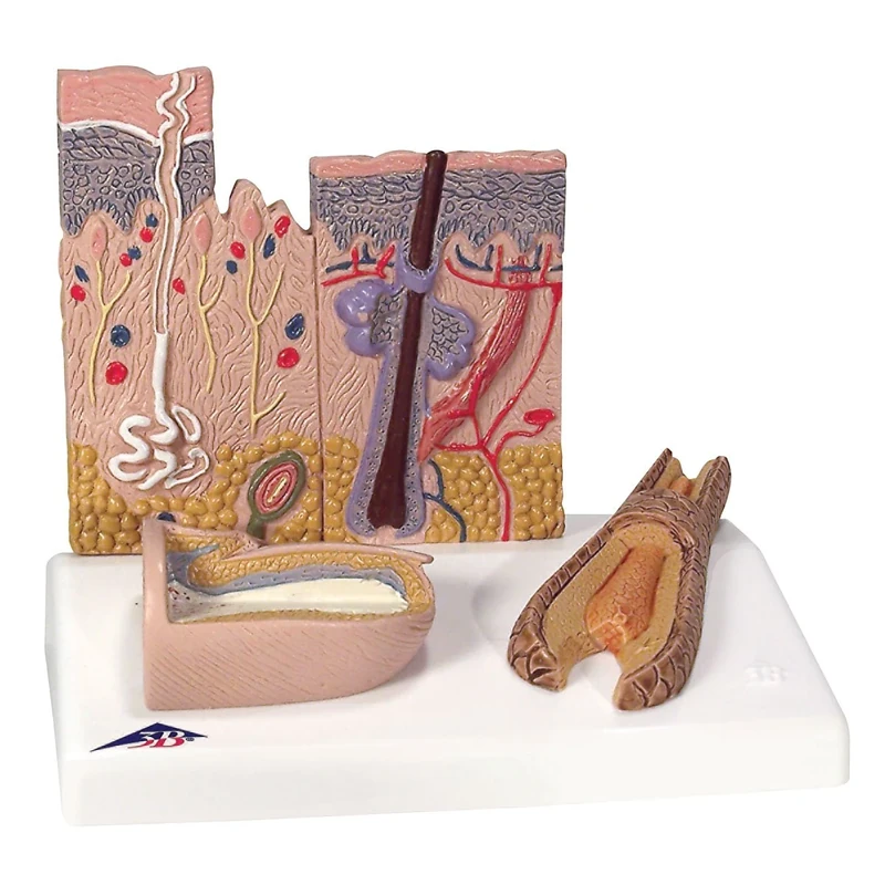 3B Scientific Skin Section + free Anatomy App - 3B Smart Anatomy