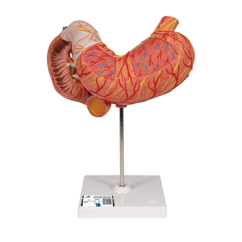3B Scientific K16 Stomach, 3 Part + free Anatomy App - 3B Smart Anatomy