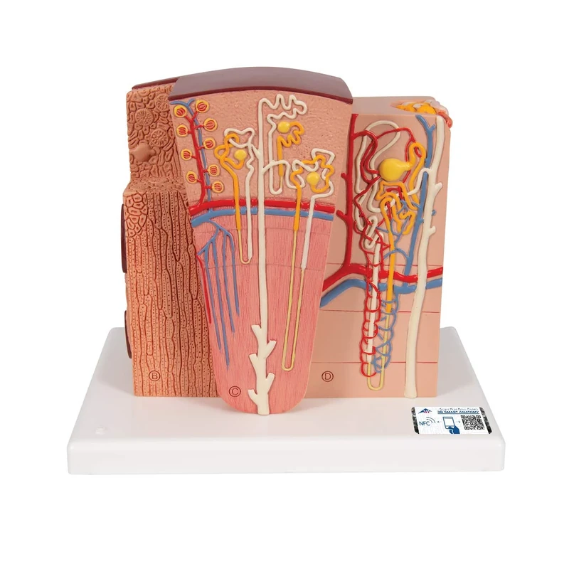 3B Scientific K13 3B Microanatomy Kidney + free Anatomy App - 3B Smart Anatomy
