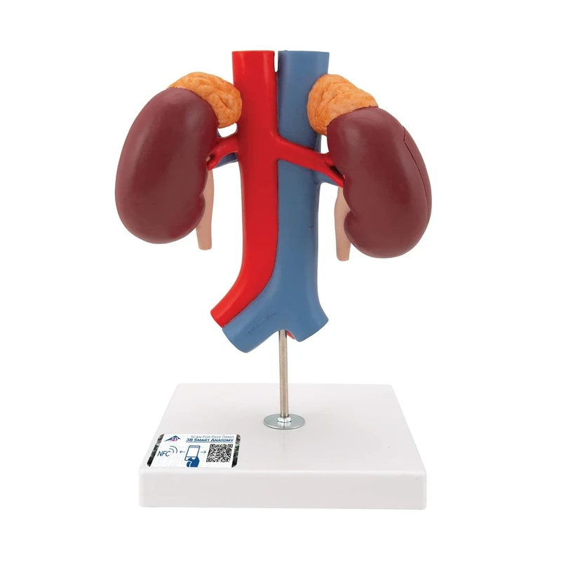 3B Scientific K22/1 Kidneys With Vessels, 2 Part + free Anatomy App - 3B Smart Anatomy