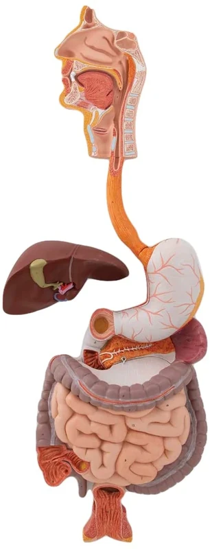 3B Scientific K21 Digestive System, 3 Part + free anatomy software - 3B Smart Anatomy