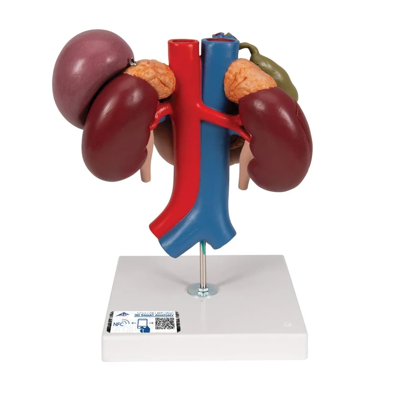 3B Scientific K22/3 Kidneys With Rear Organs of The Upper Abdomen, 3 Part + free Anatomy App - 3B Smart Anatomy