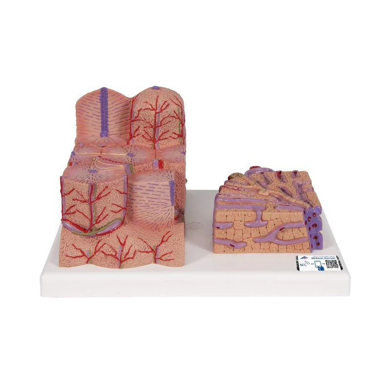 3B Scientific K24 3B Microanatomy Liver + free Anatomy App - 3B Smart Anatomy