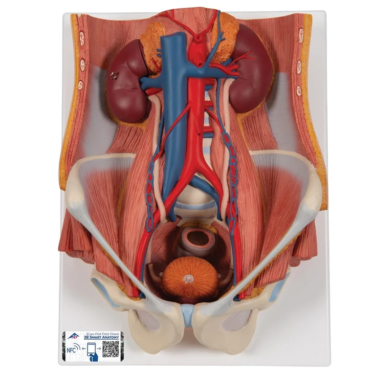 3B Scientific K32 Dual Sex Urinary System, 6 Part + free Anatomy App - 3B Smart Anatomy