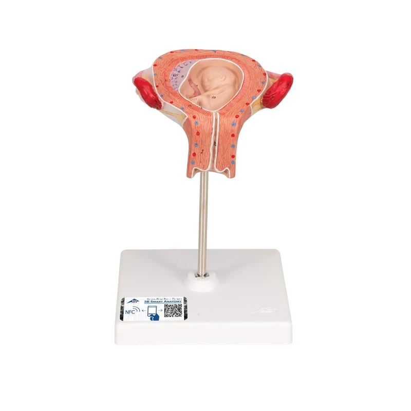 3B Scientific L10/3 3rd Month Embryo Model + free Anatomy App - 3B Smart Anatomy