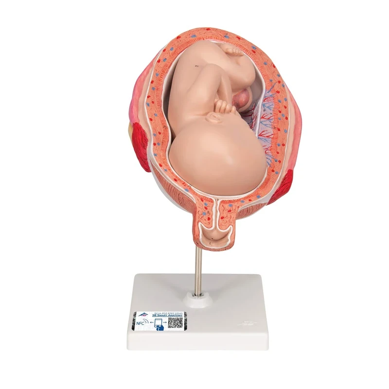 3B Scientific L10/8 7th Month Foetus + free Anatomy App - 3B Smart Anatomy