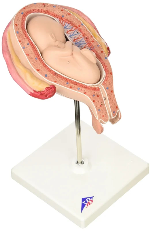 3B Scientific Human Anatomy - 5th Month Foetus Model, Breech Position