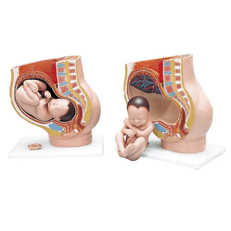 3B Scientific L20 Pregnancy Pelvis, 3 Part + free anatomy software - 3B Smart Anatomy