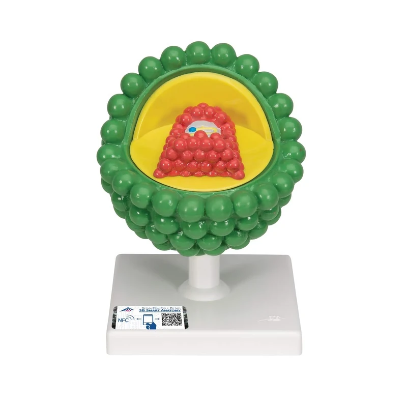 3B Scientific L40 HIV Model + free Anatomy App - 3B Smart Anatomy