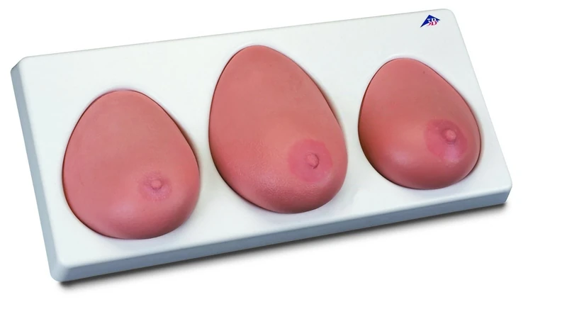 3B Scientific L55 Breast Self Examination Model Three Single Breasts on Base
