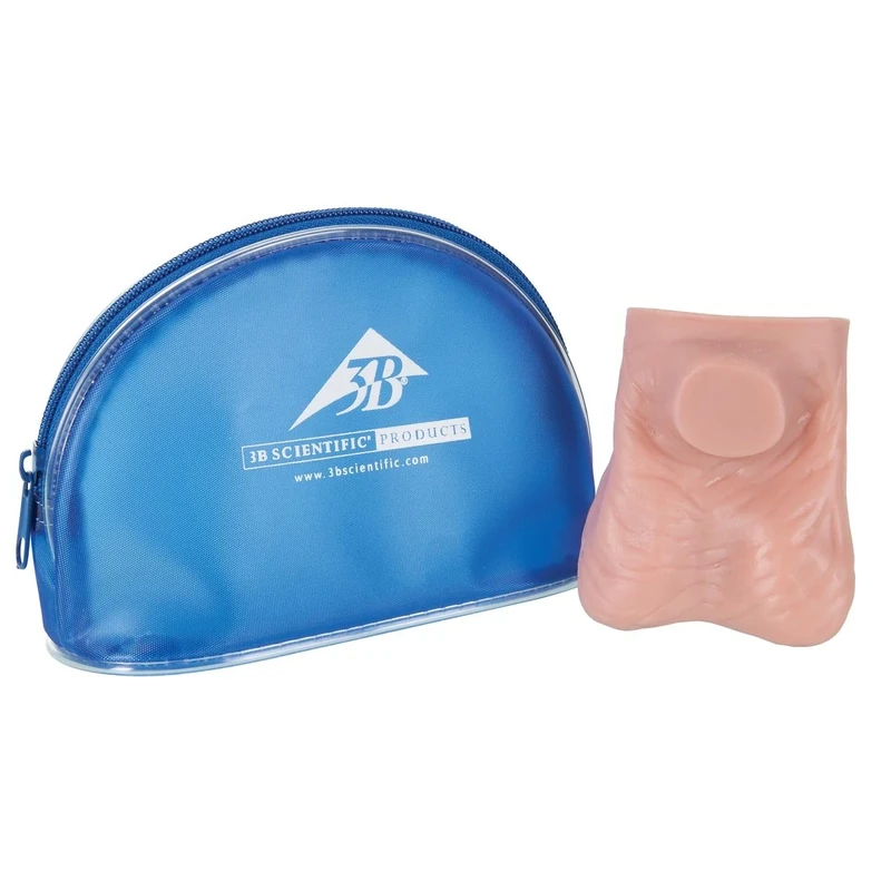 3B Scientific L60 Testicle Model