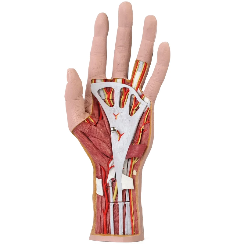 3B Scientific M18 Internal Hand Structure Model, 3 Part + free anatomy software - 3B Smart Anatomy