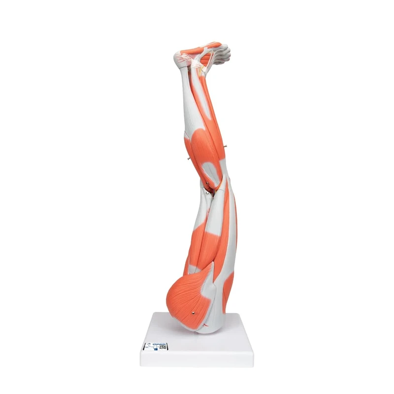 3B Scientific M20 Muscle Leg, 9 Part, 3/4 Life Size + free Anatomy App - 3B Smart Anatomy