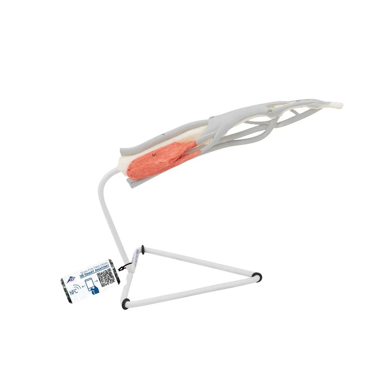 3B Scientific M19 Internal Finger Structure Model + anatomy software - 3B Smart Anatomy