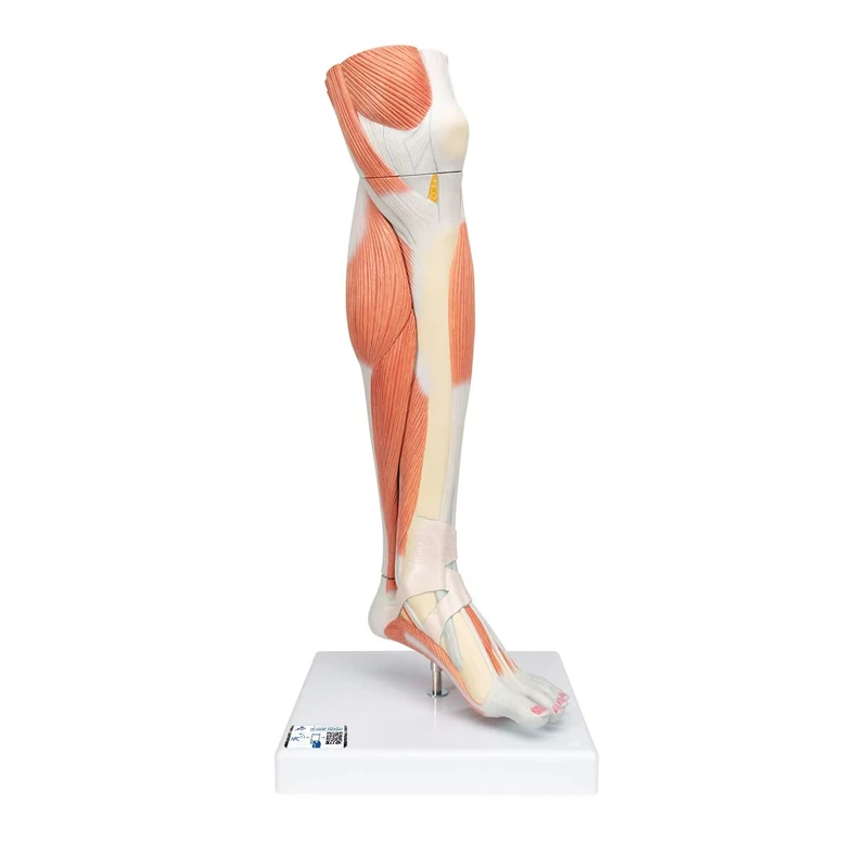 3B Scientific M22 Lower Muscle Leg With Detachable Knee, 3 Part, Life Size + free Anatomy App - 3B Smart Anatomy