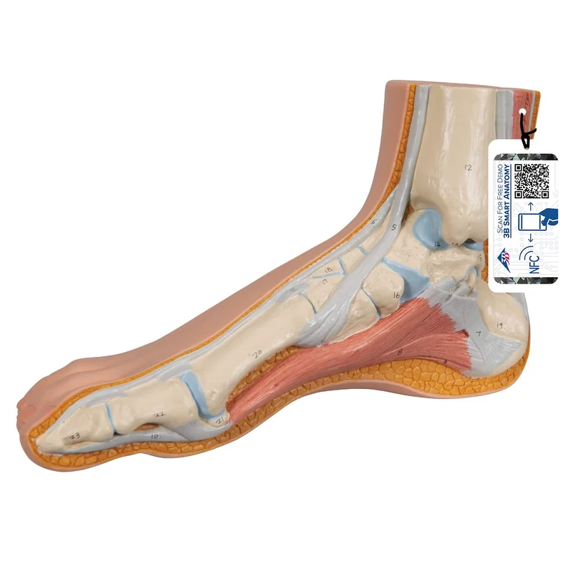 3B Scientific M30 Normal Foot + free anatomy software - 3B Smart Anatomy