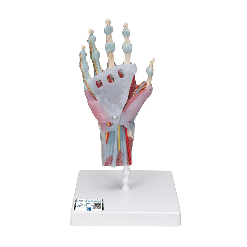 3B Scientific M33/1 Hand Skeleton Model With Ligaments And Muscles + free anatomy software - 3B Smart Anatomy