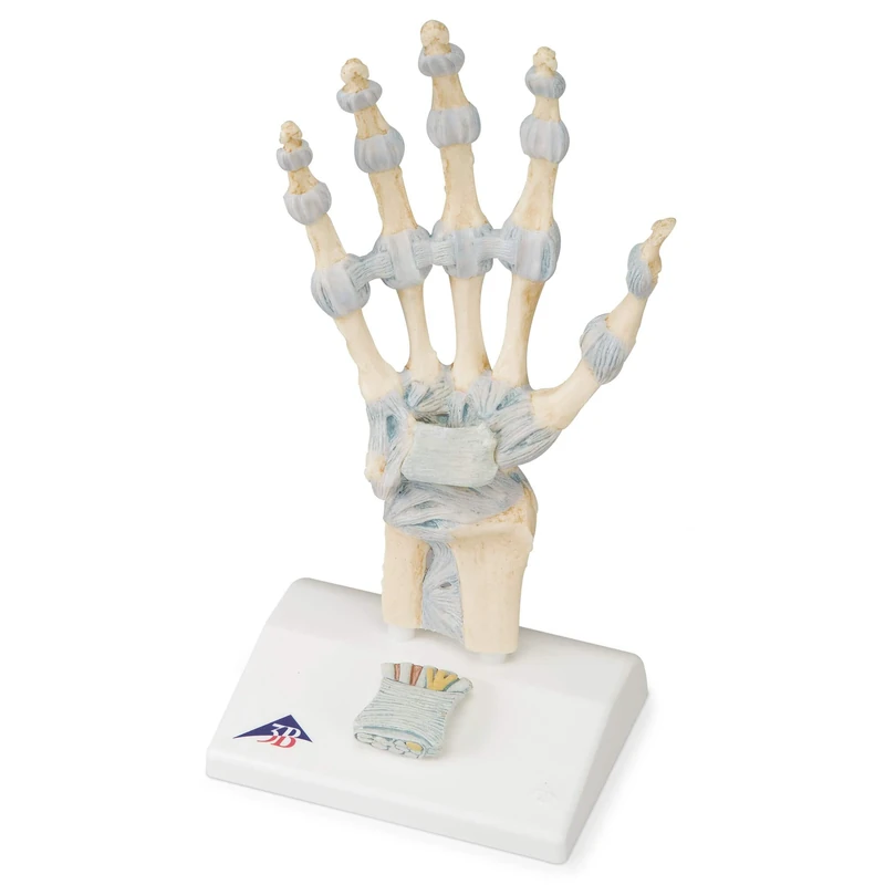 3B Scientific M33 Hand Skeleton Model With Ligaments And Carpal Tunnel + free Anatomy App - 3B Smart Anatomy